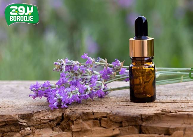 بهترین روغن های طبع سرد برای مو به همراه خواص و طریقه مصرف 12 روغن بنفشه؛ خنک کننده پوست سر